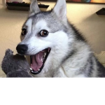 La rebelión husky :u