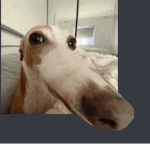 Kaikki Tänne