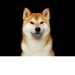Shiba Shirtz