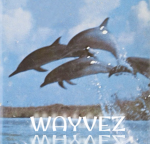 wayvez