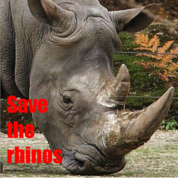 Save the rhinos