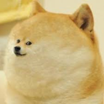 The shiba Inu and Doge Group