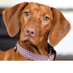 I love vizslas!