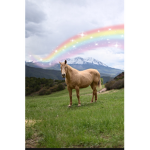 Free Hoofs
