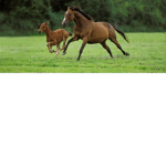 love cowgirls