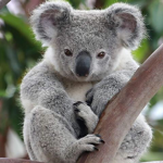 The koala queens