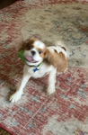 PUPPY PARTY!!!!!