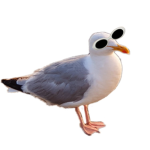 Seagull archive fan club