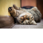 Nice group cat meow