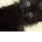 Pepsi_oreo