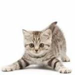 CATSSSS