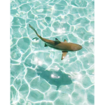 The beautiful sharks