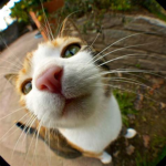 meowzas