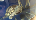 Turtle is turtle