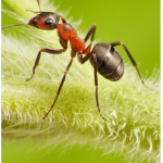 Garden ants