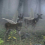 fqiriies