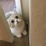 catIuvr