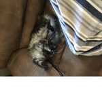 Cats_club123