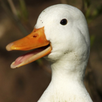 hereyougomate