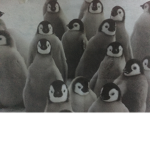 Penguin, Harry Potter and animals fan club
