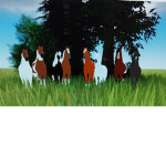 Forest Oak Equestrian