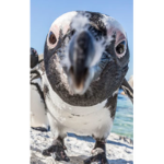 DA PINGUIN ARMY