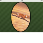 Warrior Cats Life
