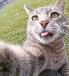 silliest beings