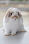afraid's bunnies