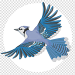 Fashionistas, Blue jay stables, and the u.s.a.!