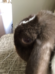 Bunny’s are the best! They rule!