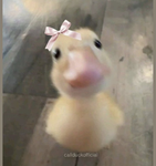 Ducky-Siblings