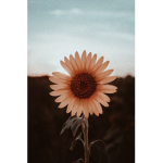 Sophias clothes