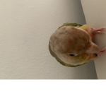 qxtrttt