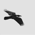 crow*