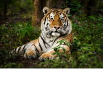 Tiger trio