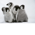 The Animals to