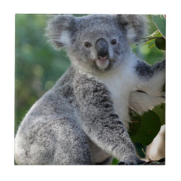 #TEAM KOALA BEARS's OBBY