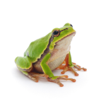 The PogFrogs