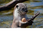 Team otter.