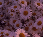 Daisy Delight’s