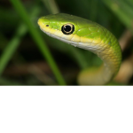 The green snake’s