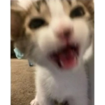 < kittens <3 >