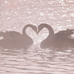 Misty's lovelies