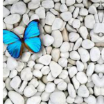 butterfly (n-n)