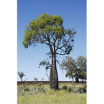 TREES AND TREES ARE AMAZING
