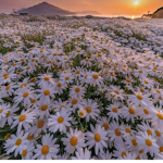 SWEET DAİSİES