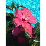 Ella's Tropical Resort