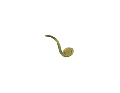 Square Decal