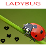 LADYBUG_FASHİON